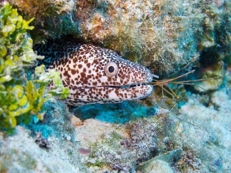 IMG_3113 Spotted Moray with Yellowline Arrow Crab.jpg